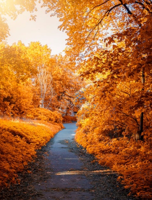 Path through woods representing the EMDR therapy journey